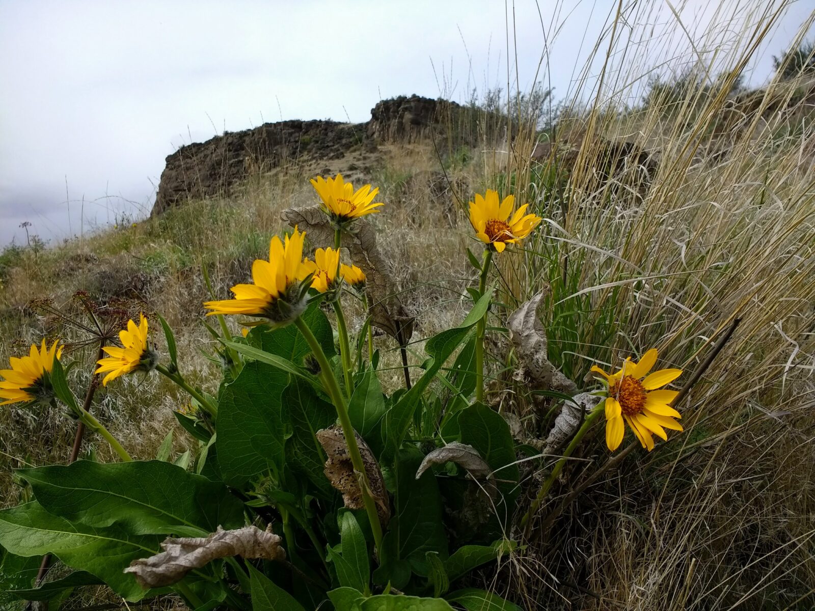 A perfect spring hike near seattle, Cowiche canyon is rocky and full of dry grass and bright yellow wildflowers