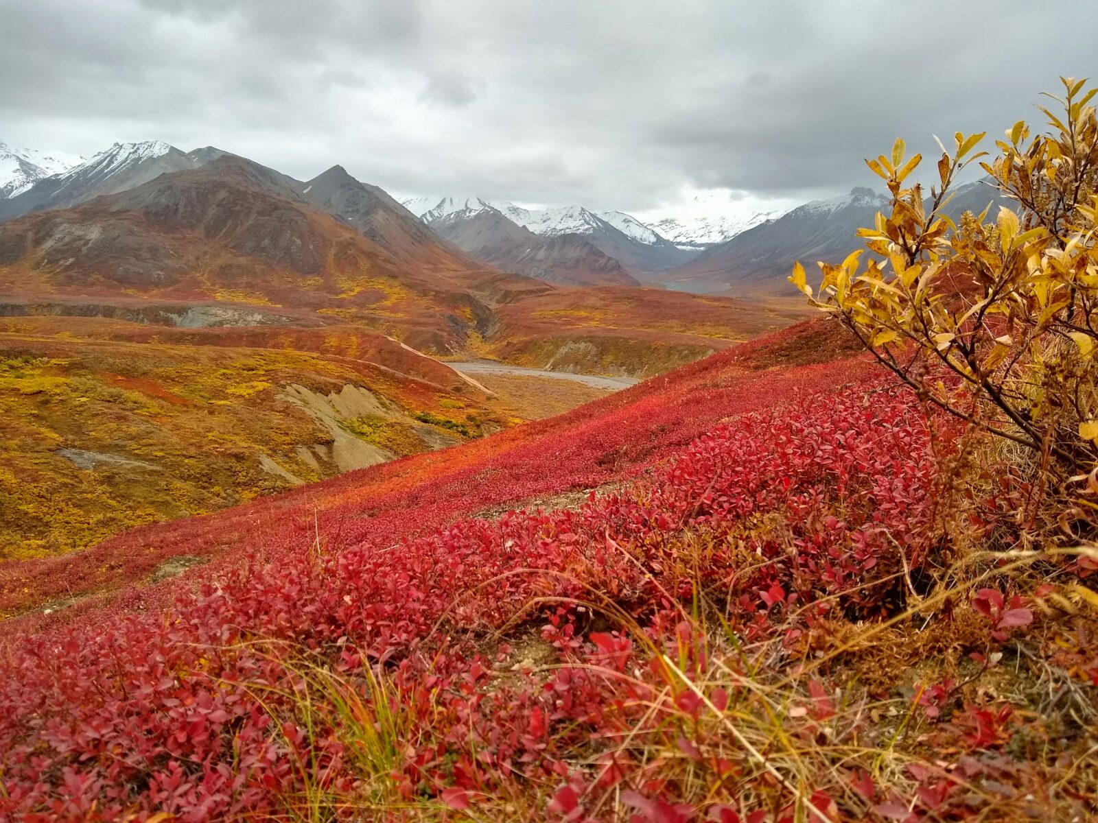 Distant snow capped mountains on a cloudy day, brilliant fall tundra colors in the foreground in Denali National Park.