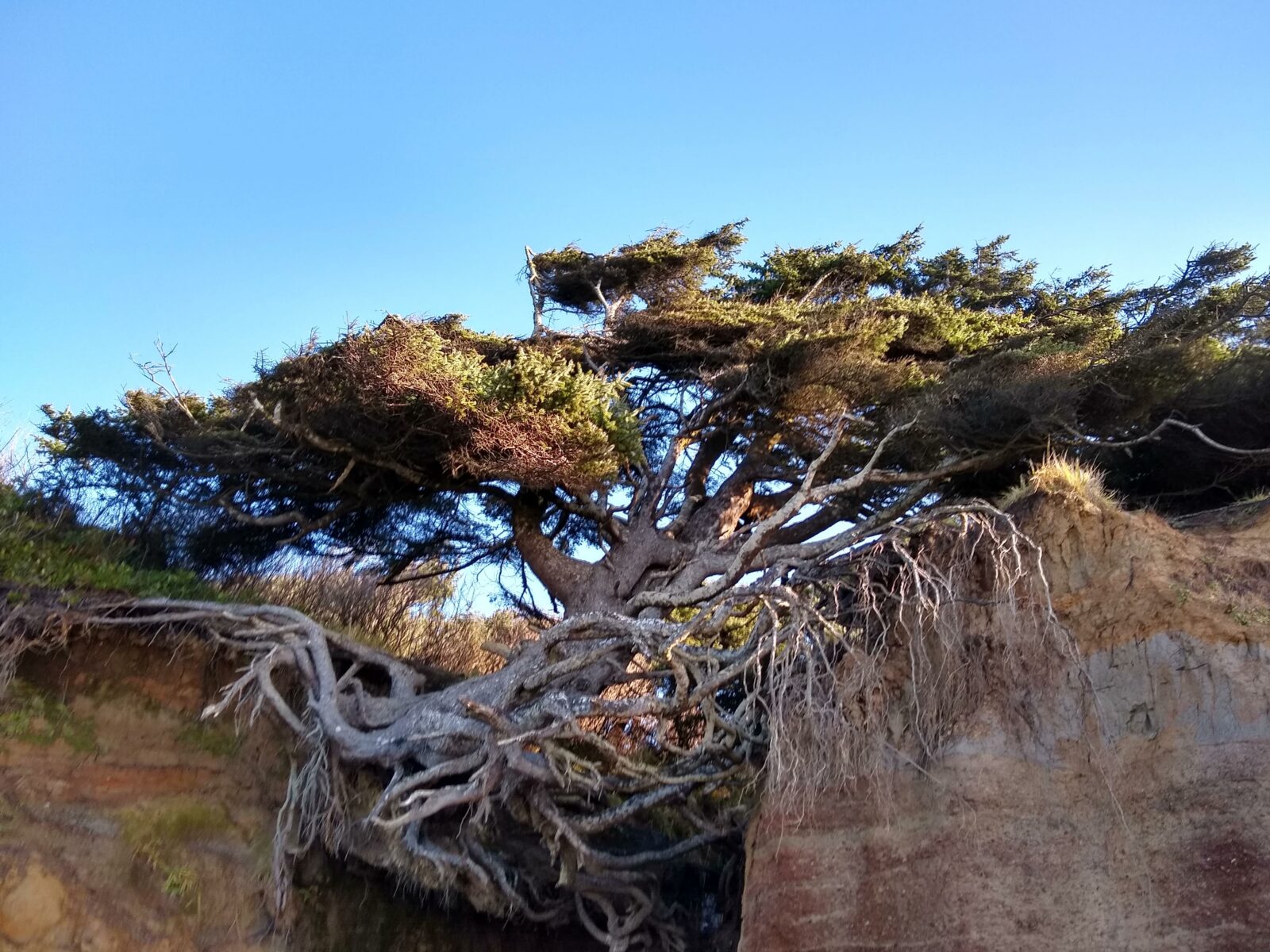 A trees roots are exposed as the cliff erodes around it at Kalaloch beach in Olympic National Park in Washington state