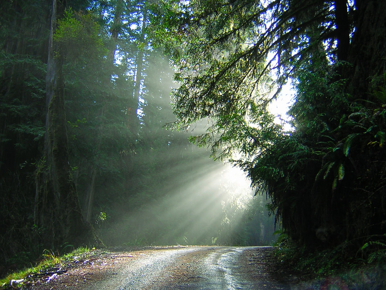 A dirt road in a deep forest with the sun filtering in behind the trees. Green trees and ferns line the sides of the road