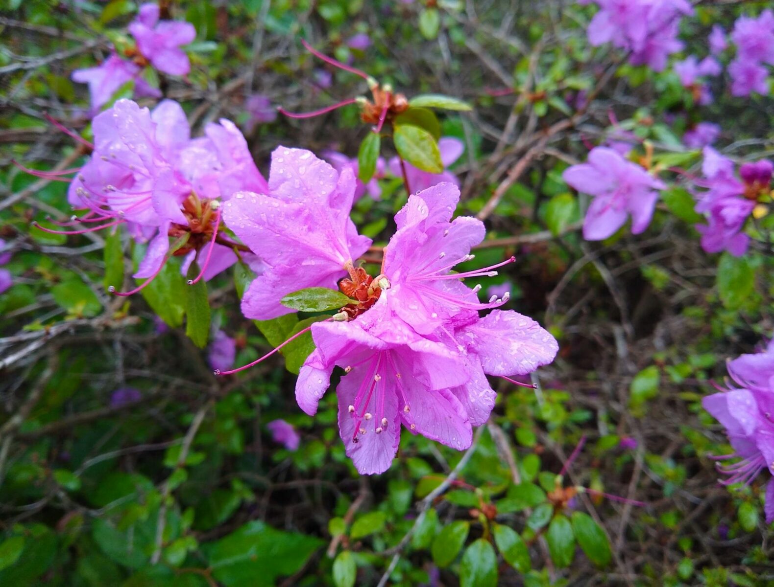 close up of purple azalea flowers in Kubota Gardens