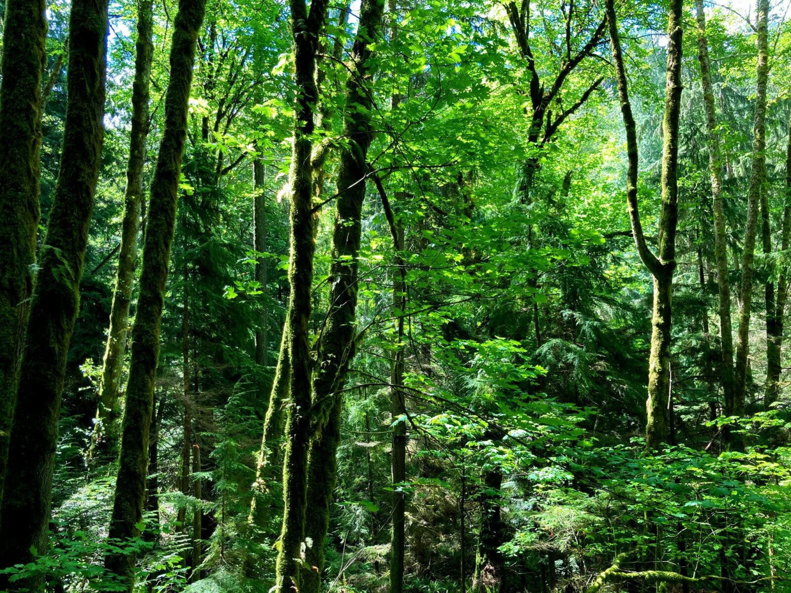 Dark green moss covered tree trunks and lighter colored green leaves and bushes along the Margaret's Way trail