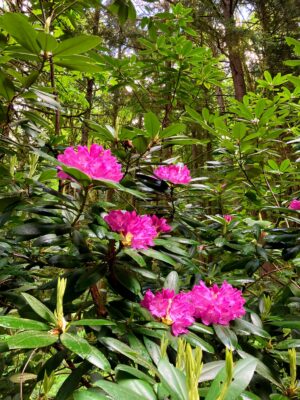 A wild rhodedendron along the Margaret's Way trail. It has large, dark green, shiny oval shaped leaves and bright purple flowers