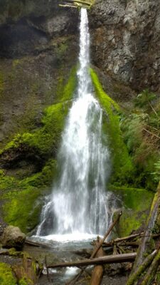 A waterfall in washington starts very narrow at the top and gets wider at the bottom. The waterfall is straight down and surrounded by moss and logs.