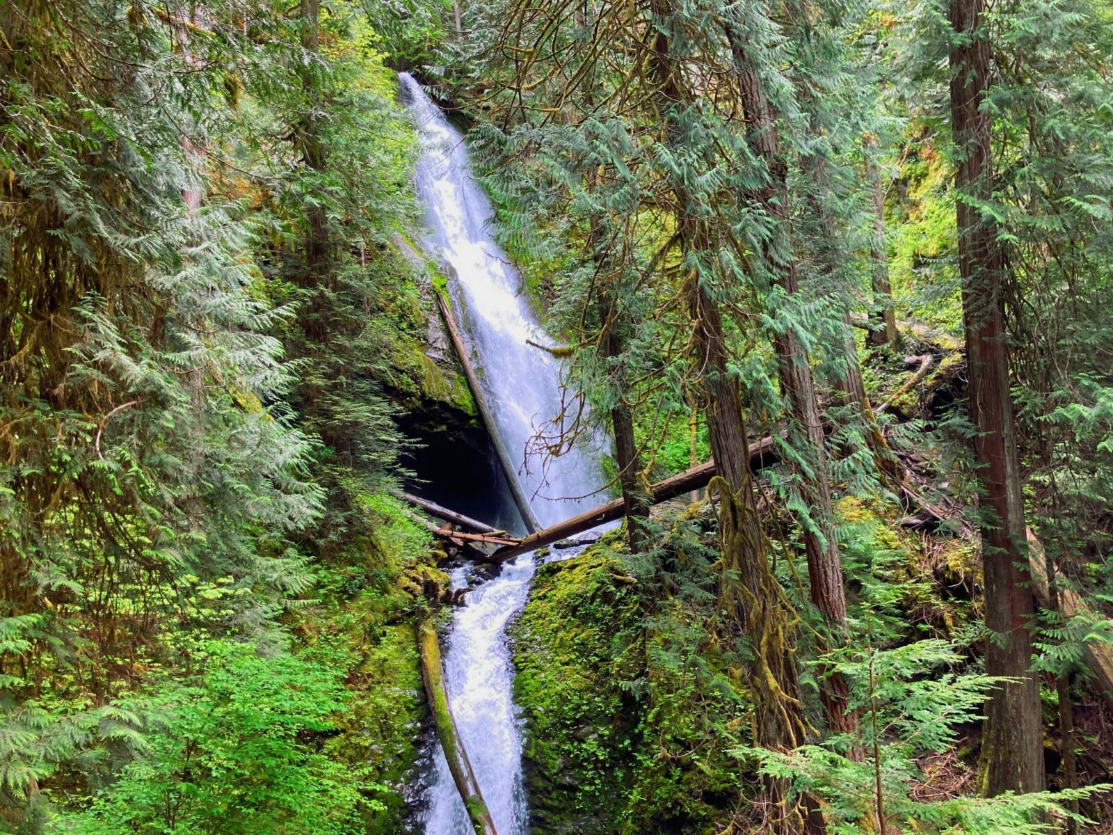A high and narrow waterfall in washington state in a thick green rainforest
