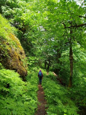 Deep green trees and undergrowth surround a narrow dirt trail. A hiker with a purple coat and blue backpack is alone on the trail