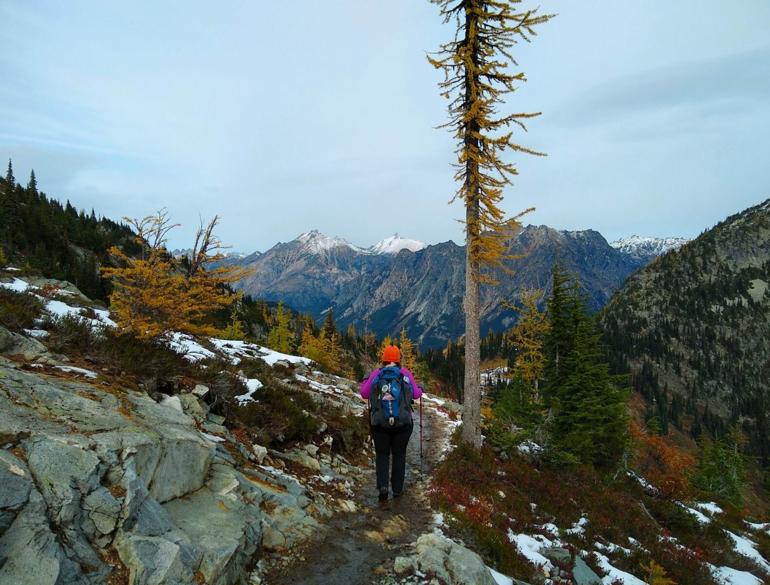 A hiker on a trail next to a tall orange larch tree in October. In the distance are snow dusted mountains