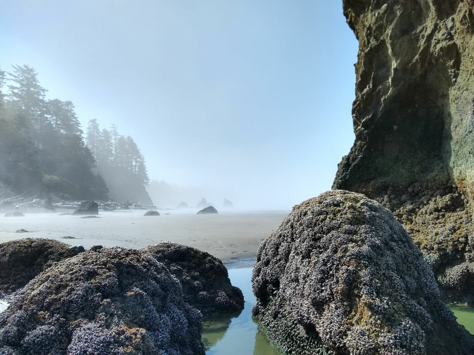 Rocks covered in barnacles on a sandy beach with trees and cliffs shrouded in fog in the distance. There is blue sky above the fog on this Washington beach in Olympic National park
