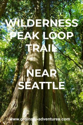 Two old growth cedar trees growth next to each other in a green forest. Text reads: Wilderness peak loop trail near seattle