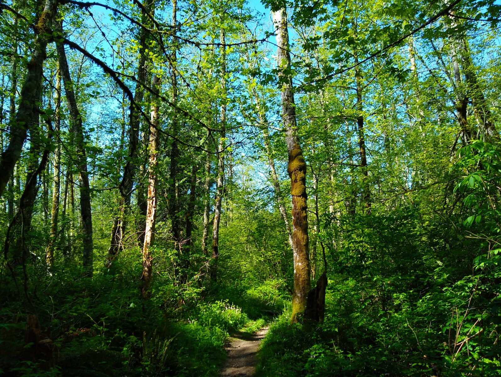 Green trees and green undergrowth line the sides of a narrow trail on the wilderness peak loop near Seattle