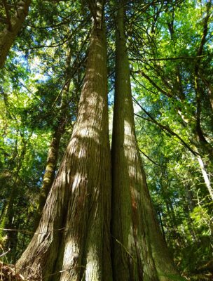 Two old growth cedar trees growing connected to each other. They are in the middle of a dense forest on a sunny day