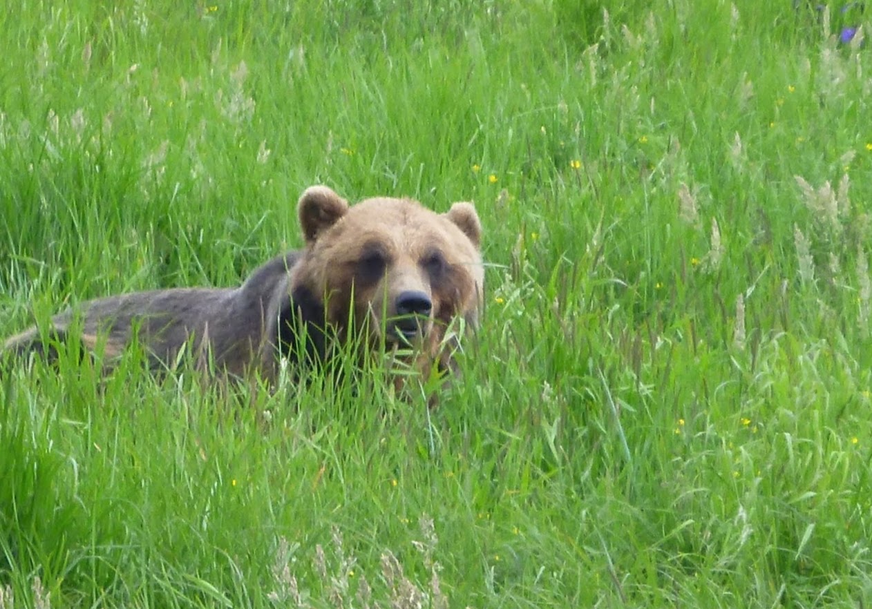 A brown bear in a field of grasses. 