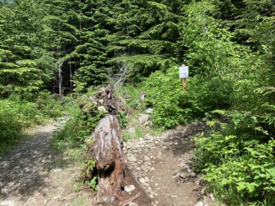 A trail fork in the forest