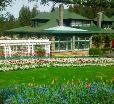 A historic home in a formal garden. The home in Butchart Gardens is the best place to have afternoon tea in Victoria. The home is brick with green trim and a green roof. There is a white lattice with flowers and a lawn surrounded by many colors of flowers