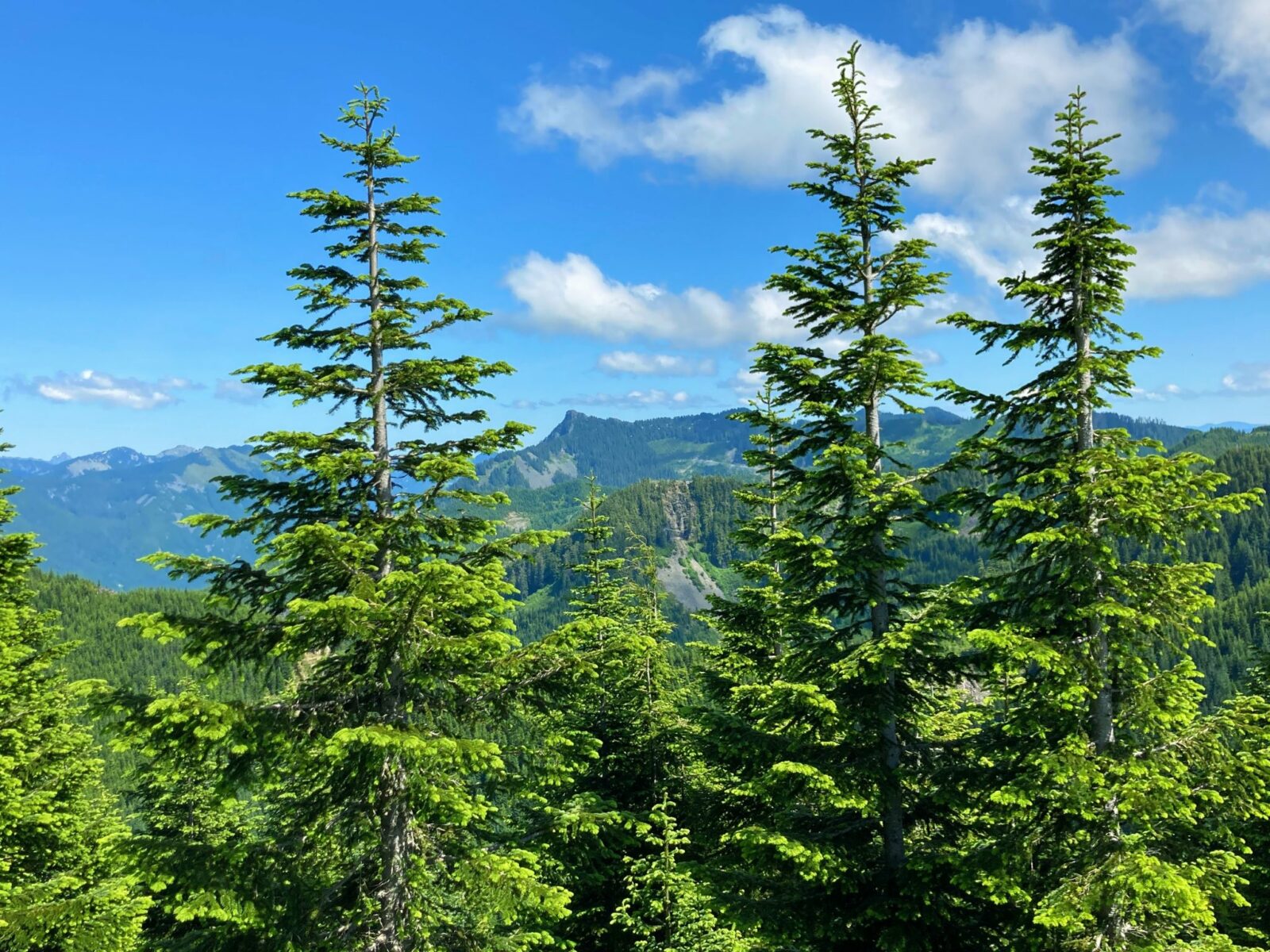 A distant mountain in the background and evergreen trees in the foreground from the summit of Mt Washington near Seattle