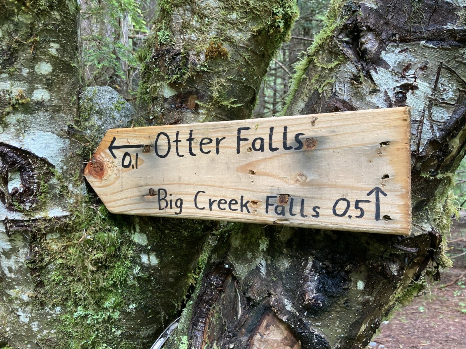 A wooden trail sign with an arrow left for Otter Falls and right for Big Creek Falls