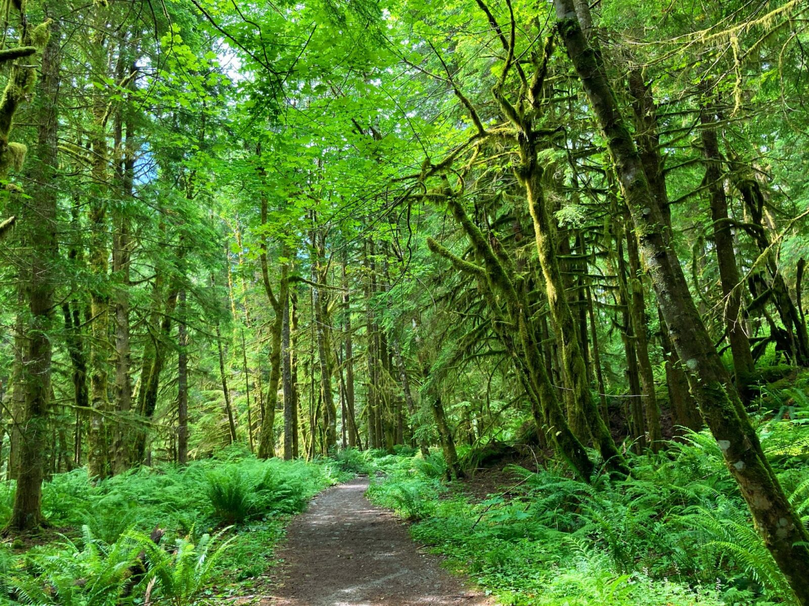 The Snoqualmie Lake trail to Otter Falls is mostly wide and flat. The trail passes through a green forest with ferns in the undergrowth