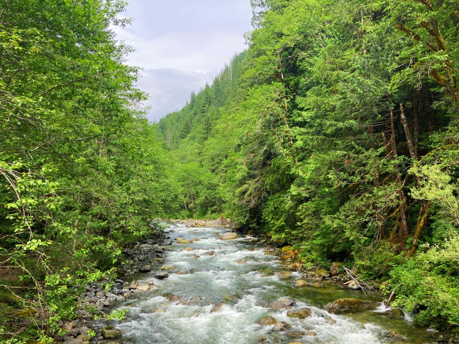 The Taylor River rushes over rocks and moss through an evergreen forest along the length of the Snoqualmie Lake trail to Otter Falls