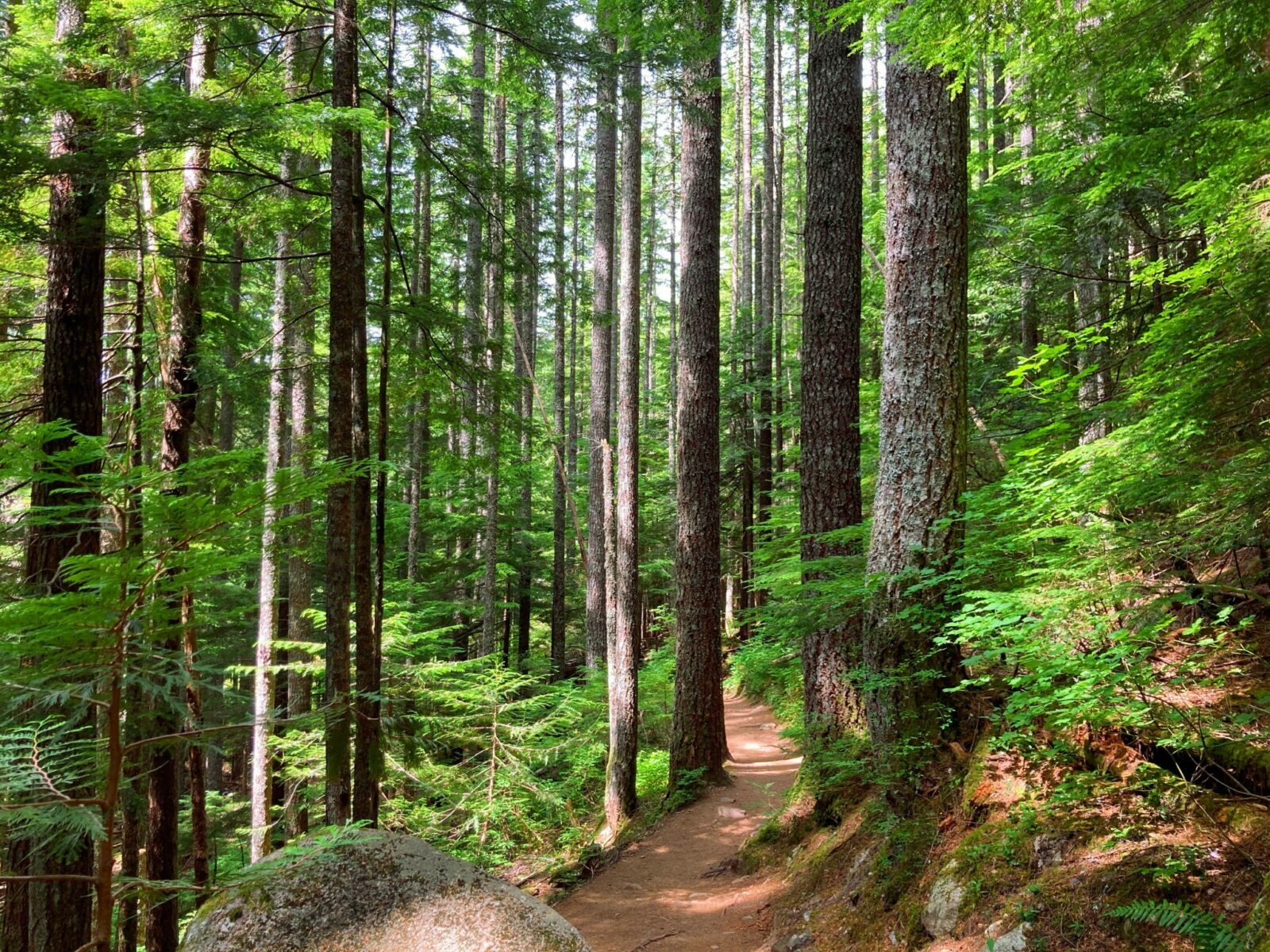 A green forest along the Annette Lake trail. There is a dirt trail going between the trees and a large boulder on the left side of the trail in the trees.