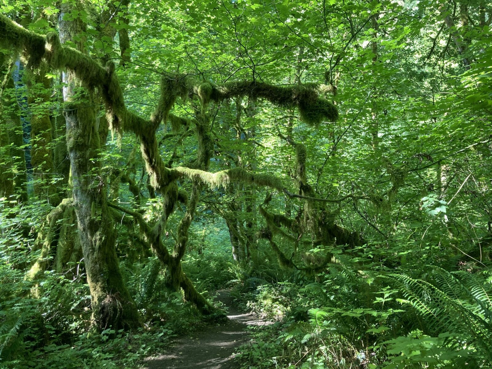 green moss on green trees in a green forest on the east ridge trail