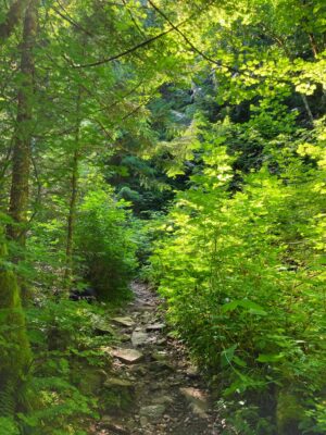 A rocky trail through the forest leads up Mt Washington near Seattle