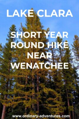 Golden larch trees against a blue sky. Text reads: Lake Clara short year round hike near Wenatchee