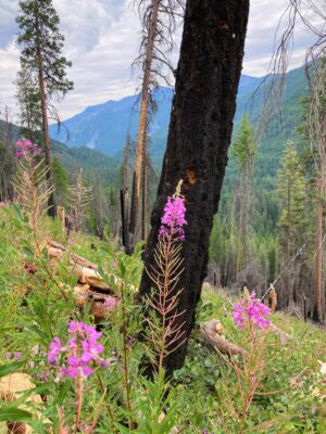 A burned tree stands in a burned forest. There are blooming fireweed in front of it. Distance mountains are in the background