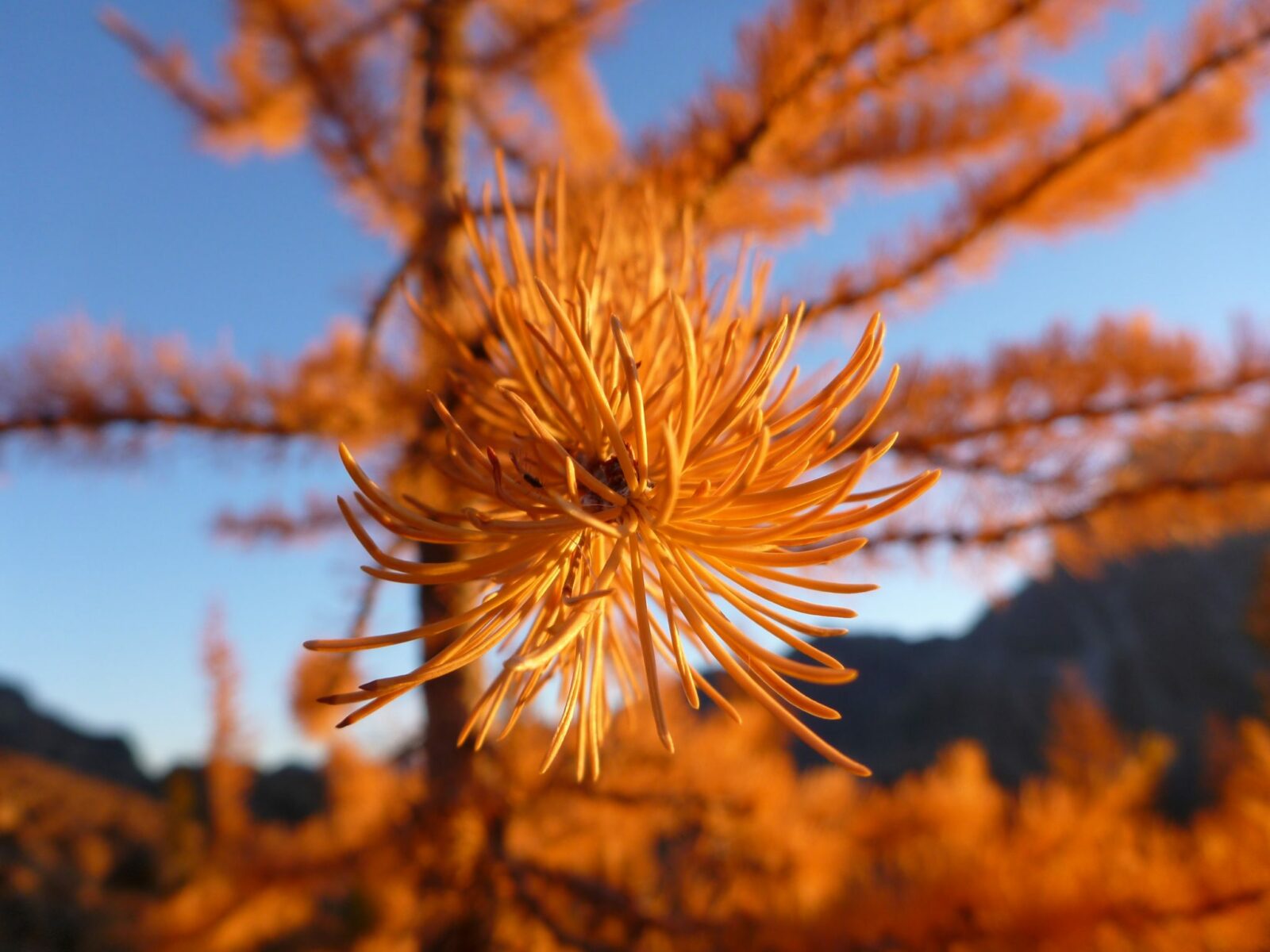 a close up of a the end of a golden larch branch