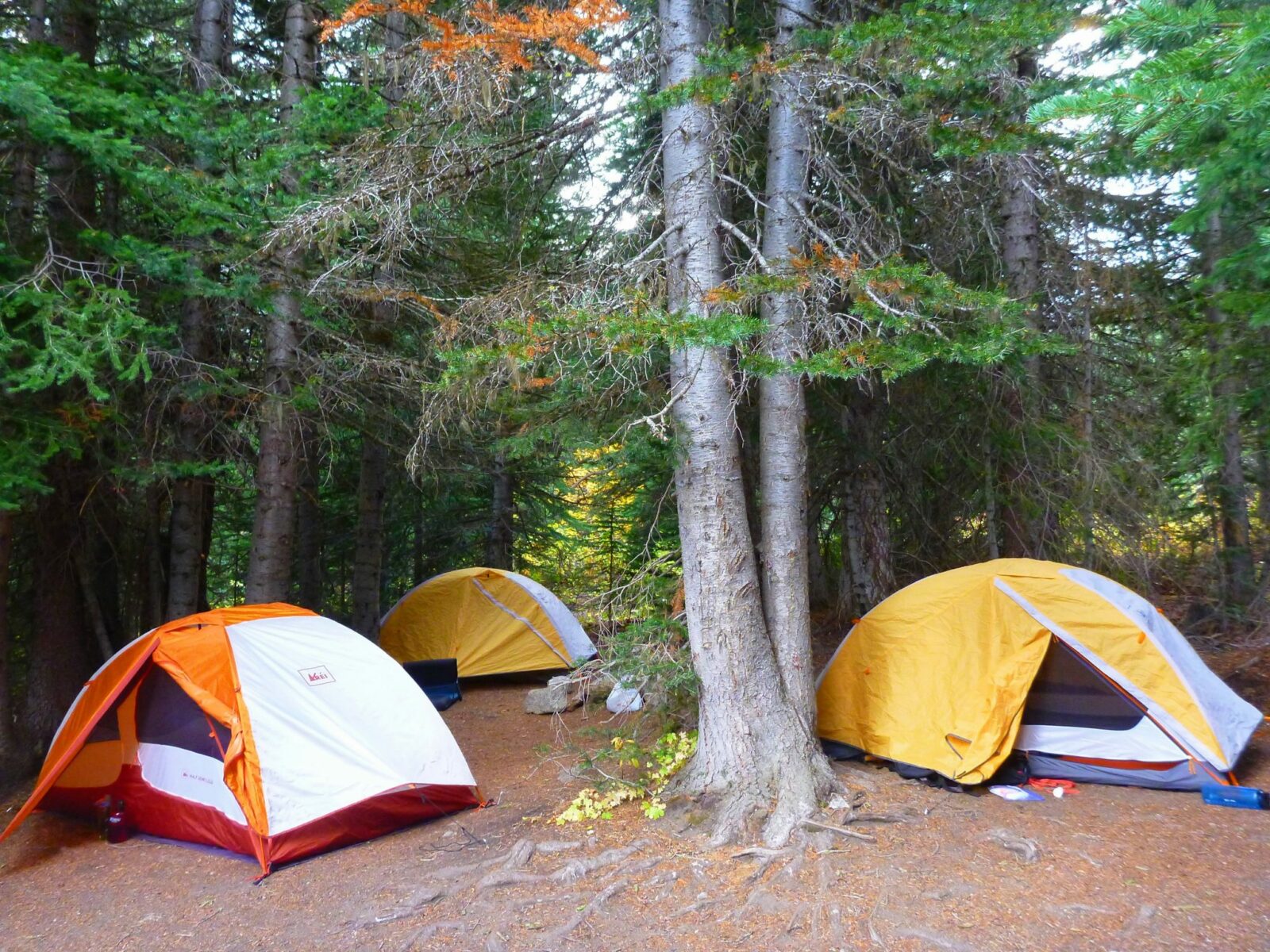 Three tents are set up in the open space between a group of evergreen trees near Lake Stuart. The tents are white, yellow and orange and have their rain flys open