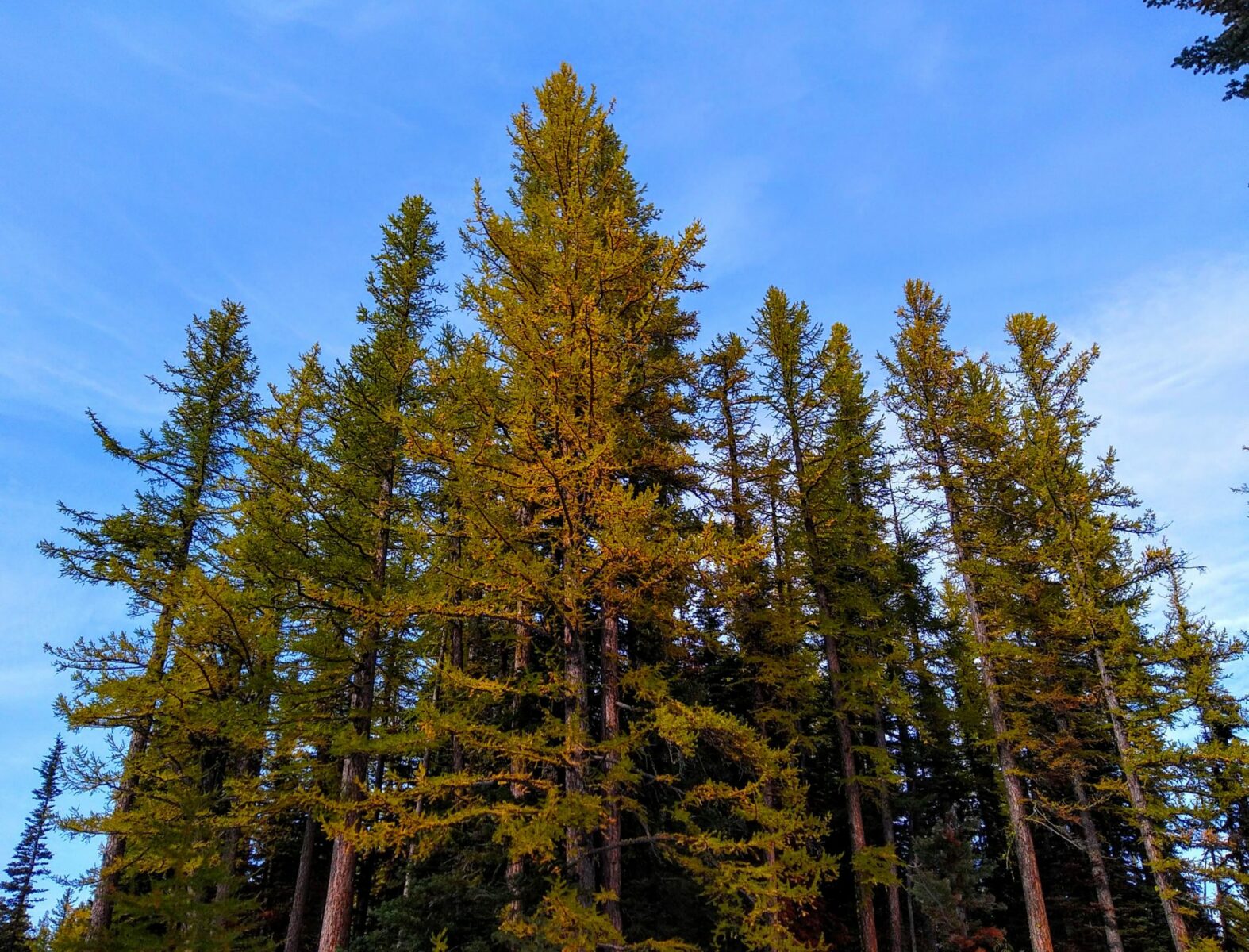 Golden larch trees against a blue sky on the Lake Clara Trail