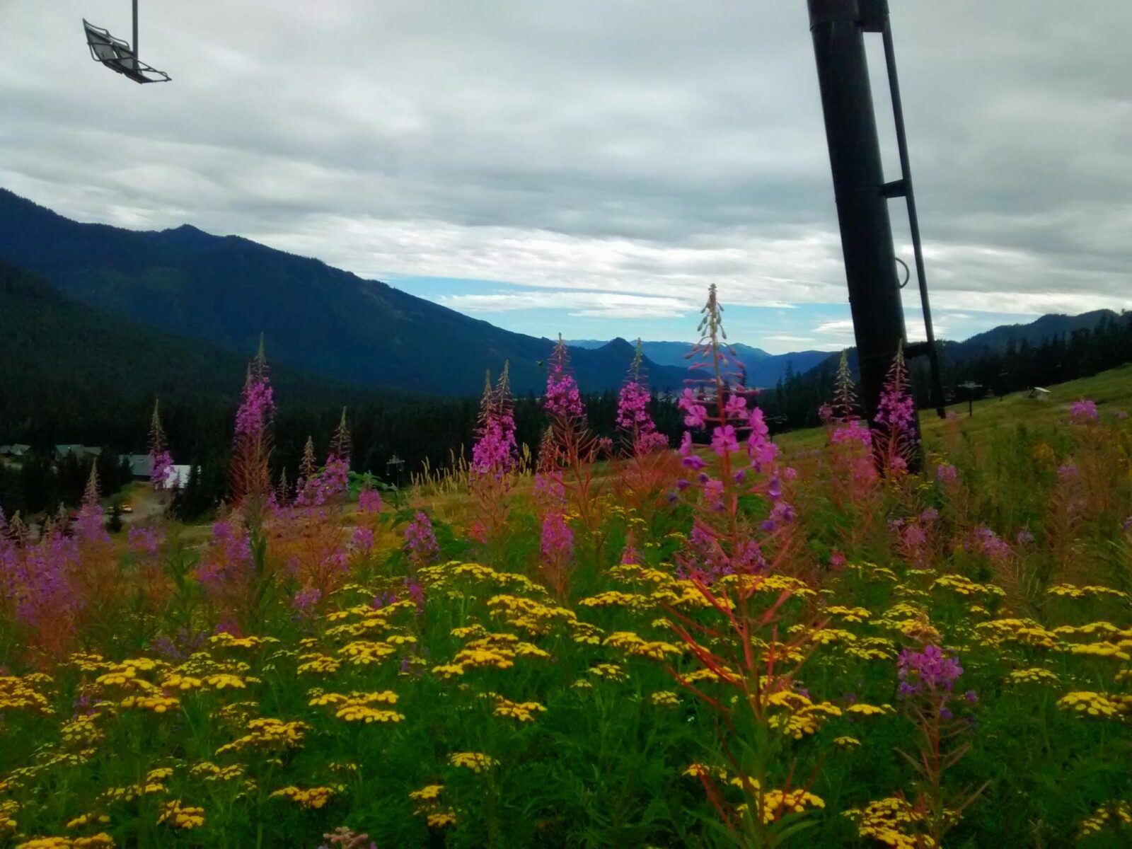 Yellow and purple wildflowers line the Lodge Lake trail under the chair lifts used for skiing in the winter.