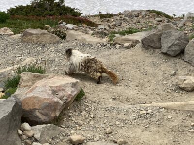 A marmot runs away from the camera along the Skyline Trail. The marmot is brown and white with a long brown bushy tail. There are rocks on each side of the trail and some snow on the right of it.