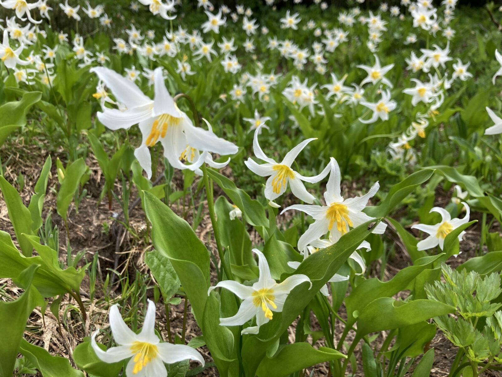 A field of White flowers with six points and a bright yellow center and green leaves