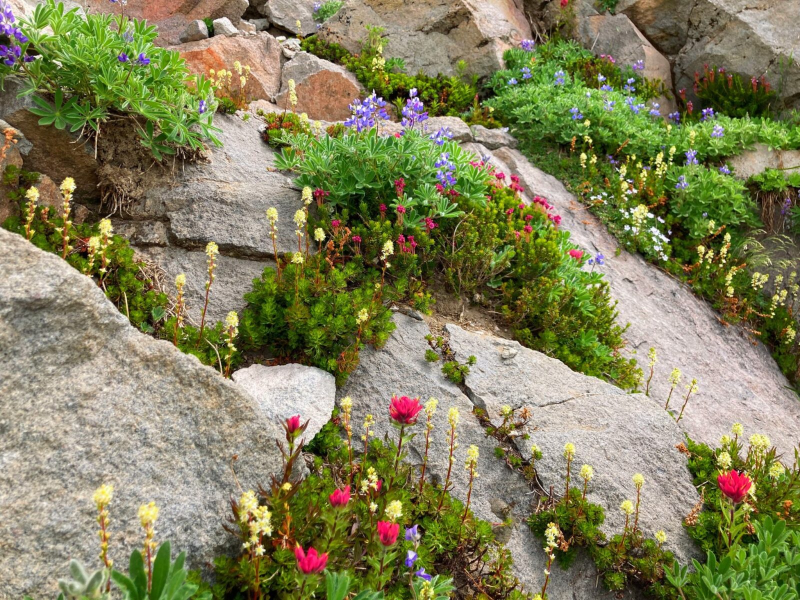 Wildflowers grow around rocks along the Skyline Trail in Mt Rainier National Park. There are magenta, white and purple flowers with green bushes around them