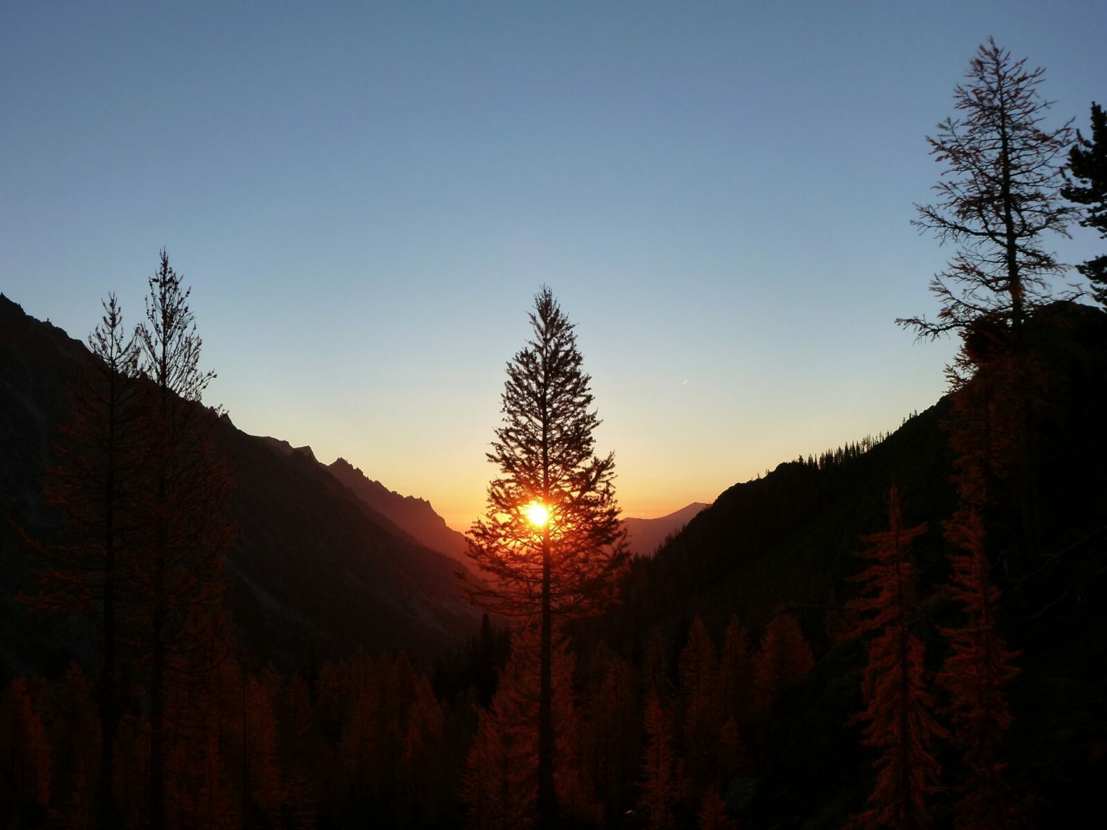 The sun rises behind a larch tree across a valley in headlight basin along the Lake Ingalls trail