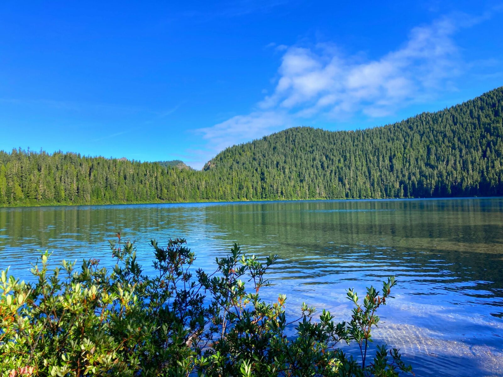 An alpine lake with green bushes in the foreground and forested hillsides in the background on a sunny day