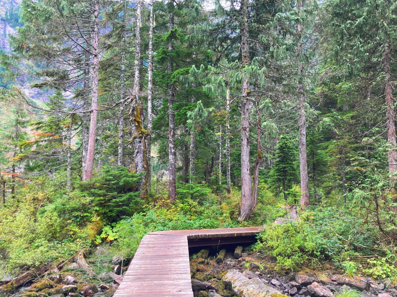 A boardwalk in the forest over a creek.