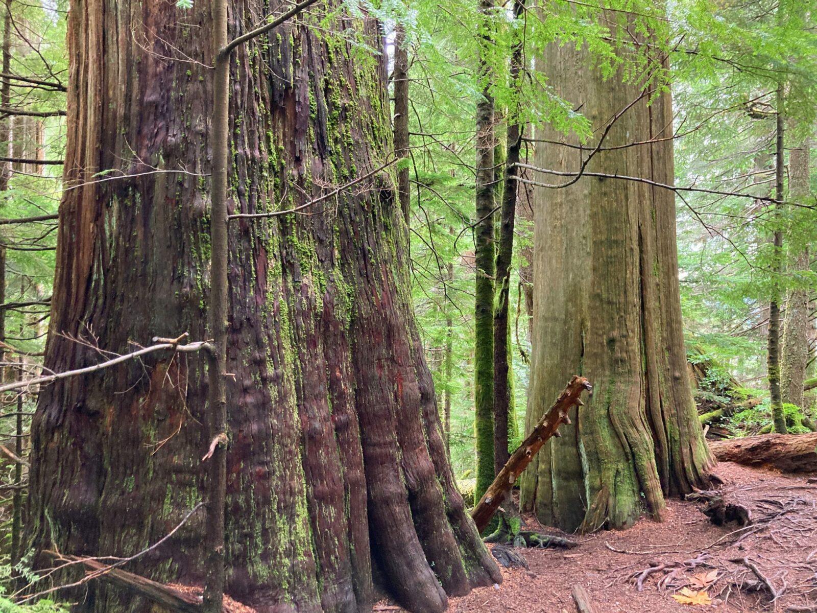 Two old growth cedar trees in the forest next to the Heather Lake trail. One tree is larger and darker colored than the other. Both have moss on their bark.