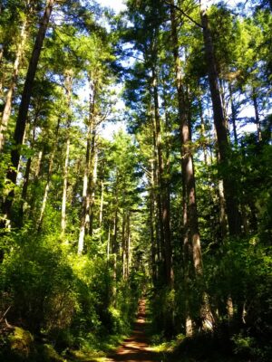 The forest between Jackle's Lagoon and the trailhead on the best hike on san juan island, Mt Finlayson. It's sunny but little sun is penetrating the thick forest canopy to the dirt trail below