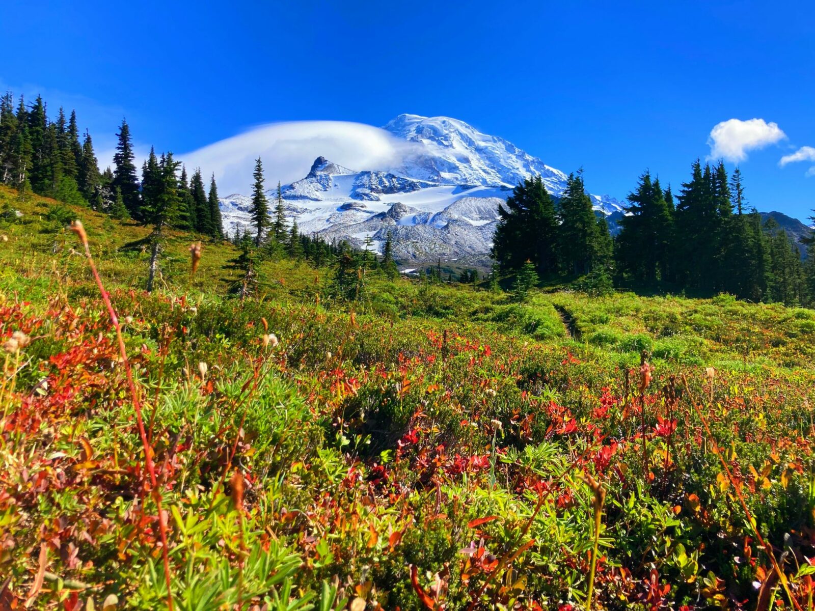 Mt Rainier, a high snow capped mountain, rises above a meadow in Spray Park. There are evergreen trees in the distance and in the foreground along with green plants there are berry bushes turning bright red for fall.