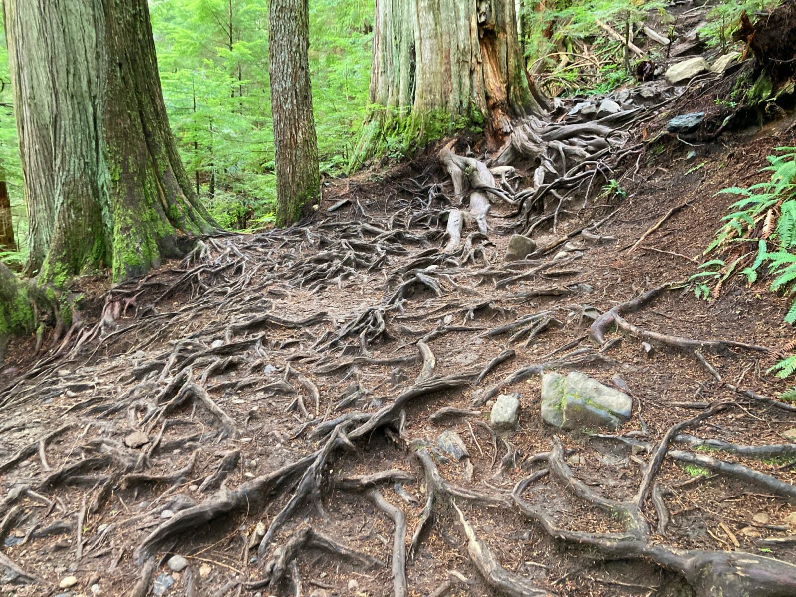 Lots of tree roots cover an otherwise wide trail. Evergreen trees and underbrush are visible behind the trail