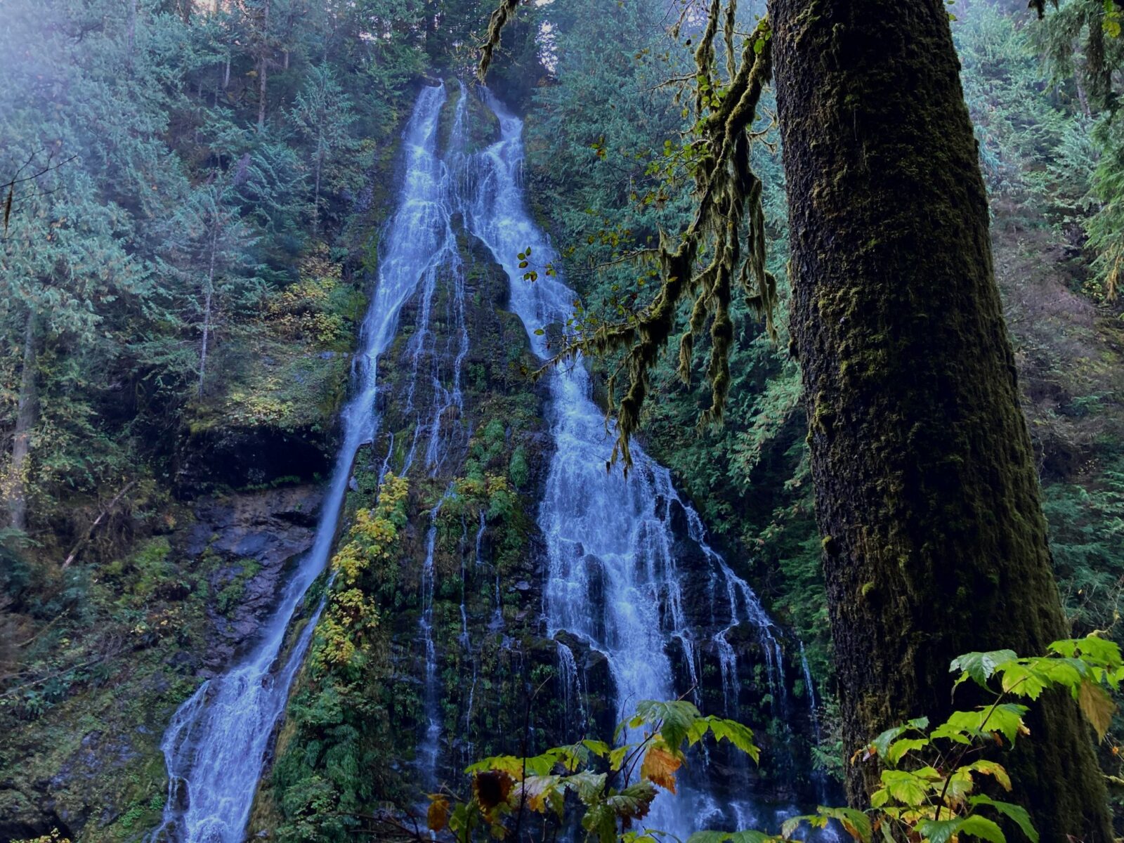 Two sides of a high waterfall coming over a moss and fern covered cliff through the forest into the Boulder River