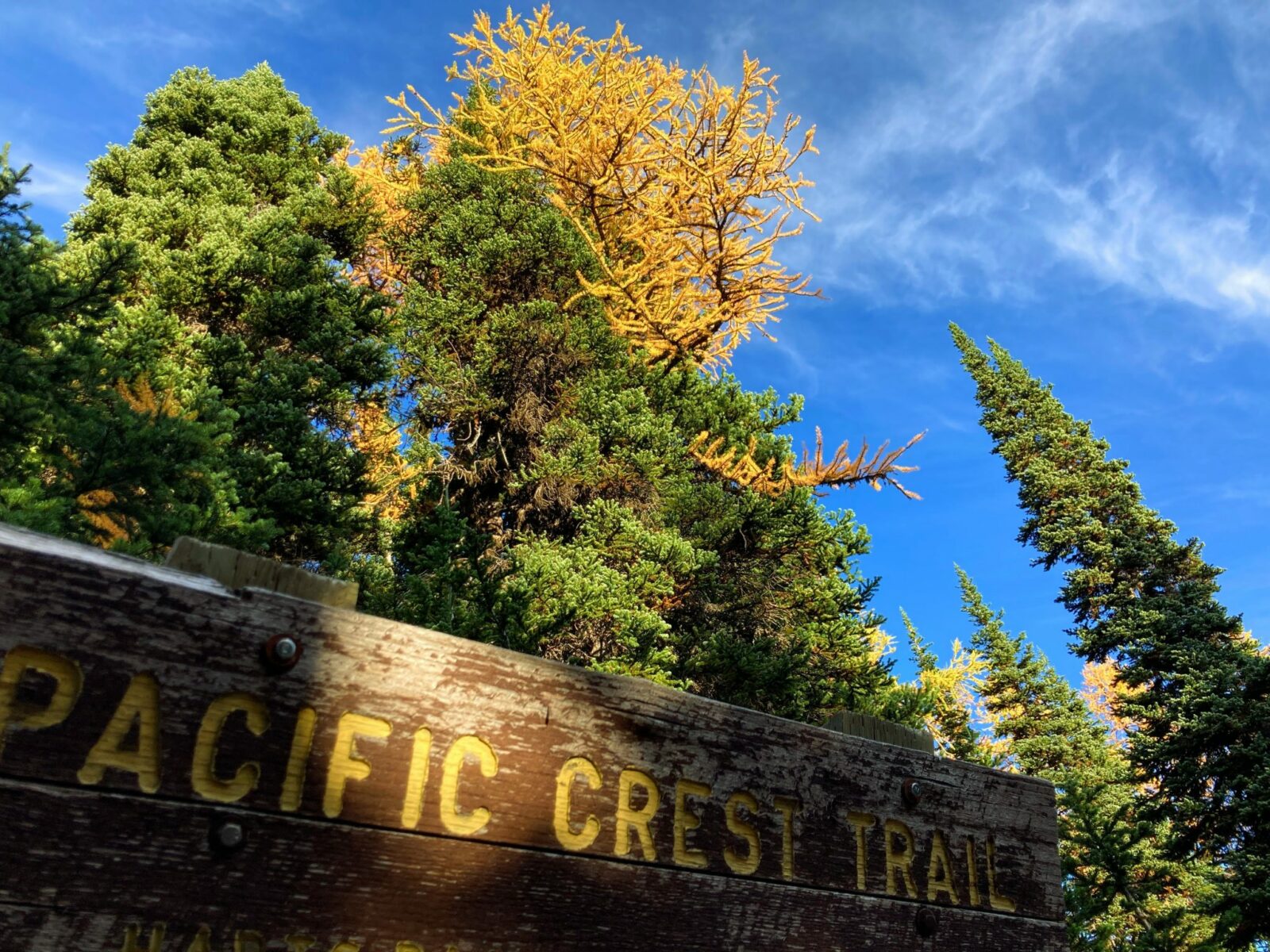 A weathered Pacific Crest Trail sign in the foreground against dark green evergreen trees and a golden larch tree against a blue sky