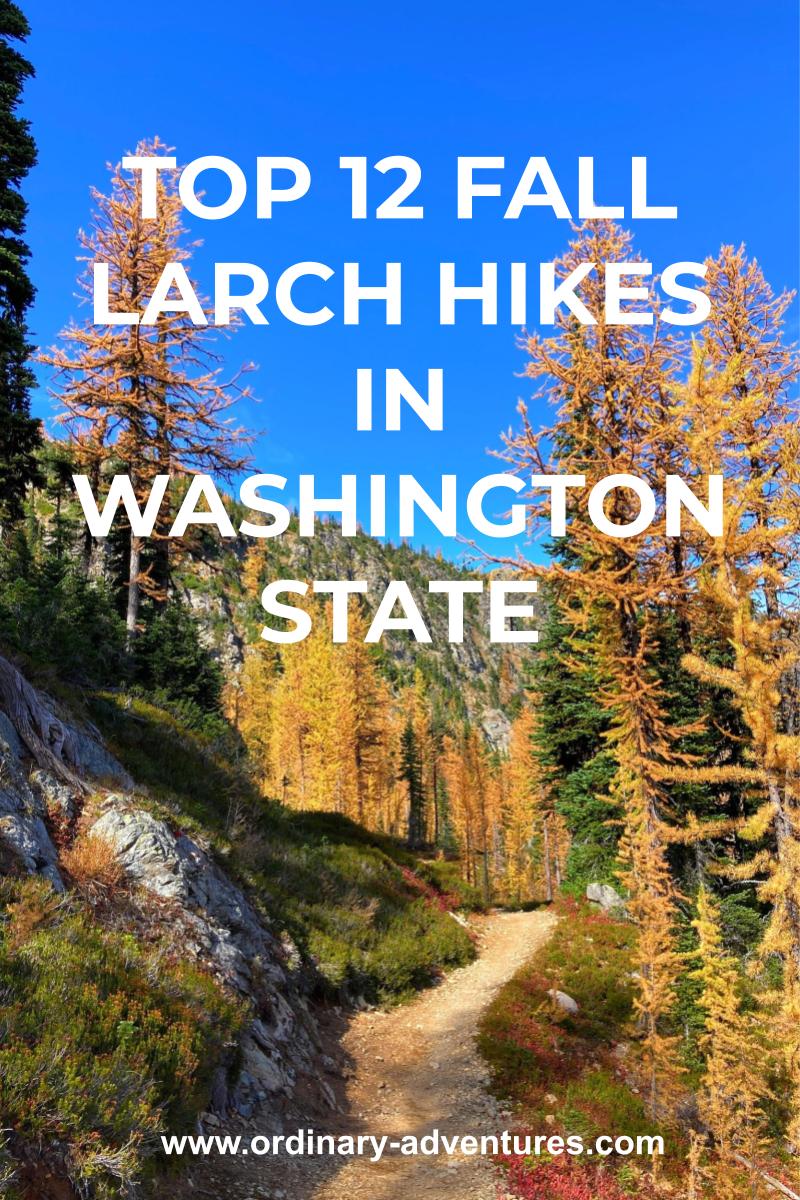 golden larch trees mixed with evergreen trees along a trail on a sunny day. Text reads: Top 12 fall larch hikes in washington state
