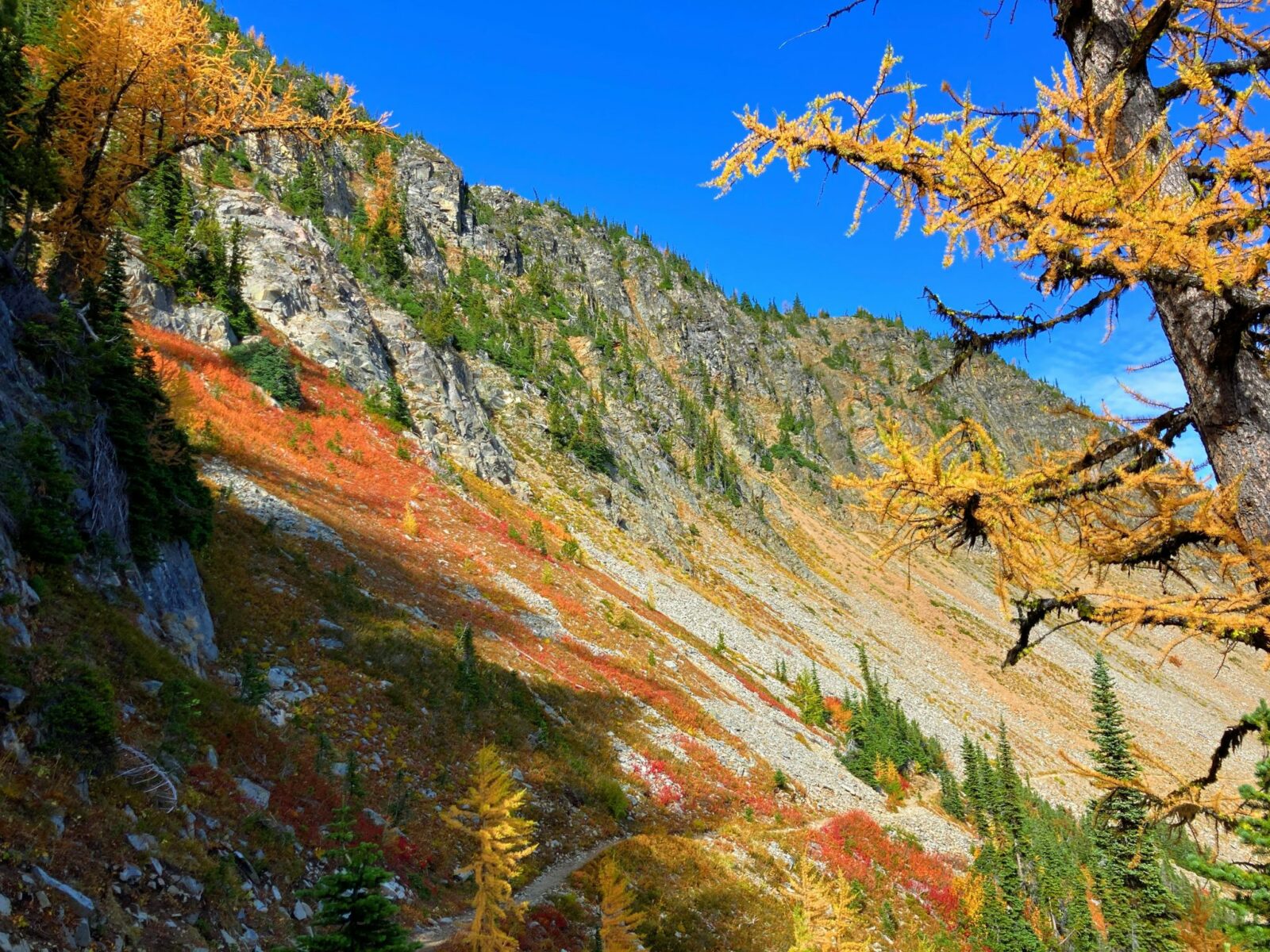 A mountainside with evergreen trees, red berry bushes and golden larches along the Pacific Crest trail on the way to Grasshopper pass