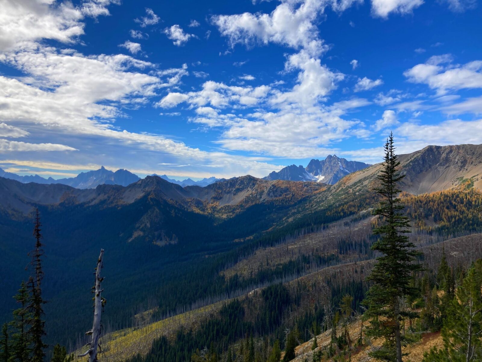 Distant mountains with white clouds against a blue sky. There is a valley in the foreground and evergreen trees and golden larches. Grasshopper Pass is in the distance