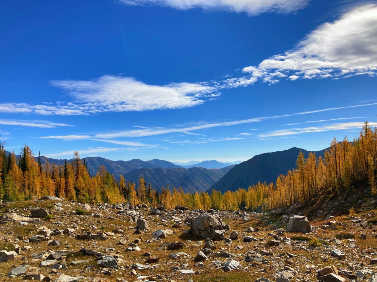 Golden larch trees with distant mountains and blue skies with some clouds in the background along the Pacific Crest trail, one of the best larch hikes in washington