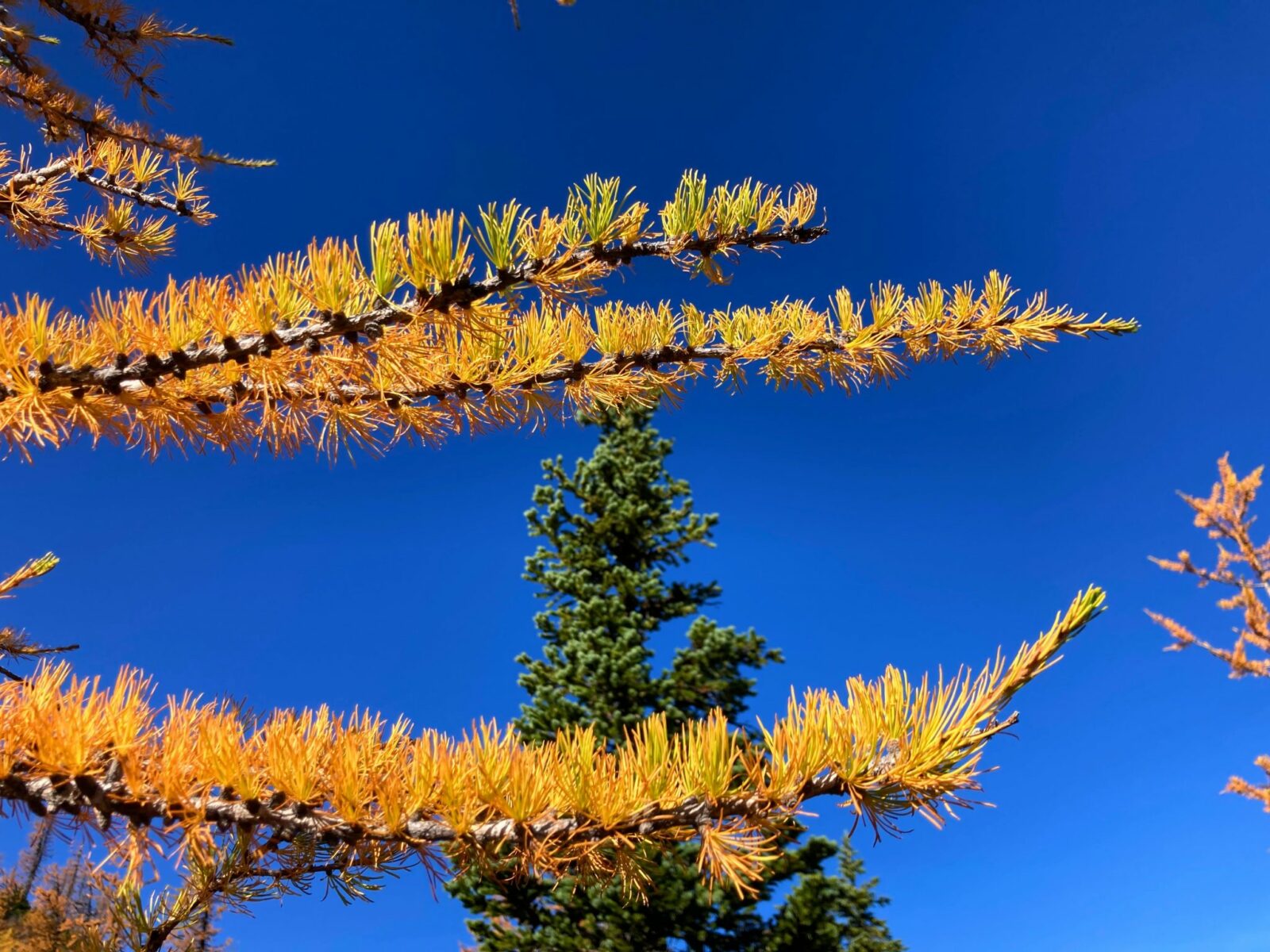 close up golden larch needles against an evergreen tree and a blue sky