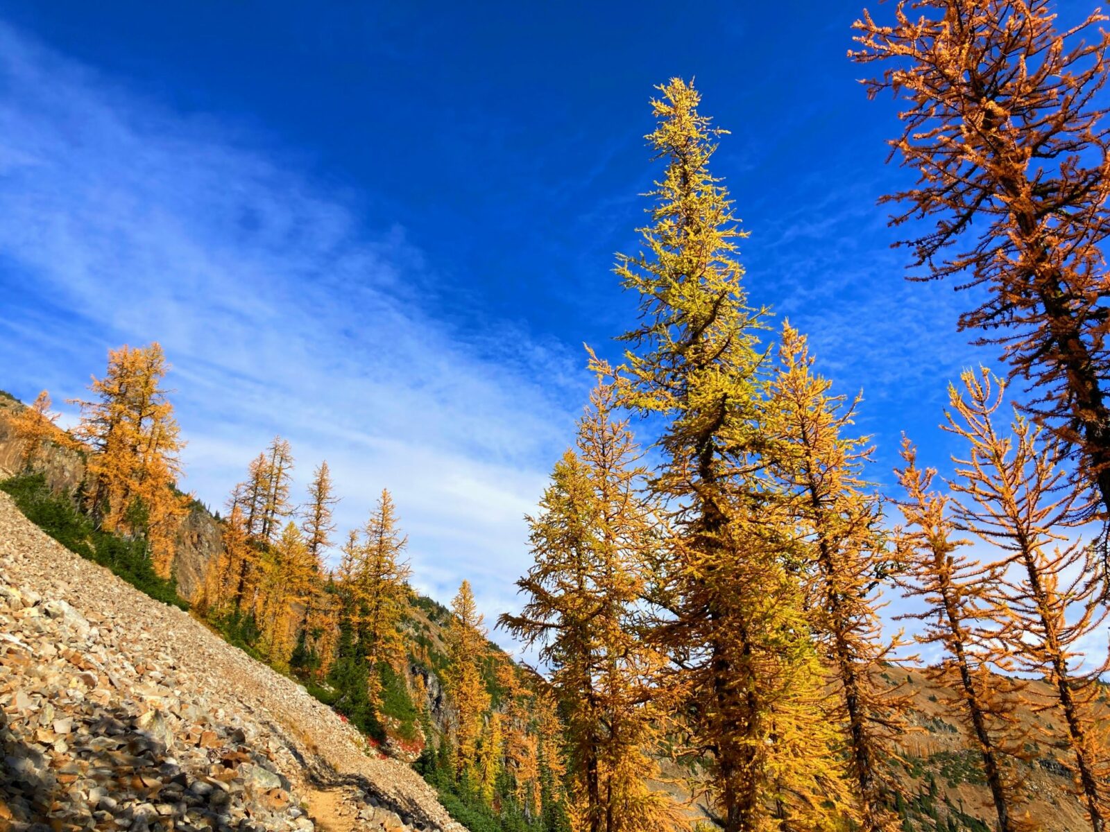 Golden larch trees and a few evergreens against the backdrop of a mountainside and a perfectly blue sky with a few white clouds.