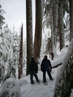 Two hikers with snowshoes, rainjackets and backpacks look up at giant trees along a trail covered in snow in Mt Rainier national Park